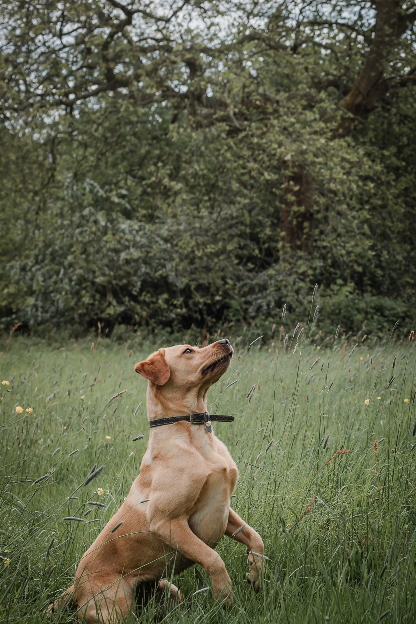 A red Labrador sitting up on their hind legs and looking intently at a ball which is held out of shot, in a field near Horsham on a newborn shoot.