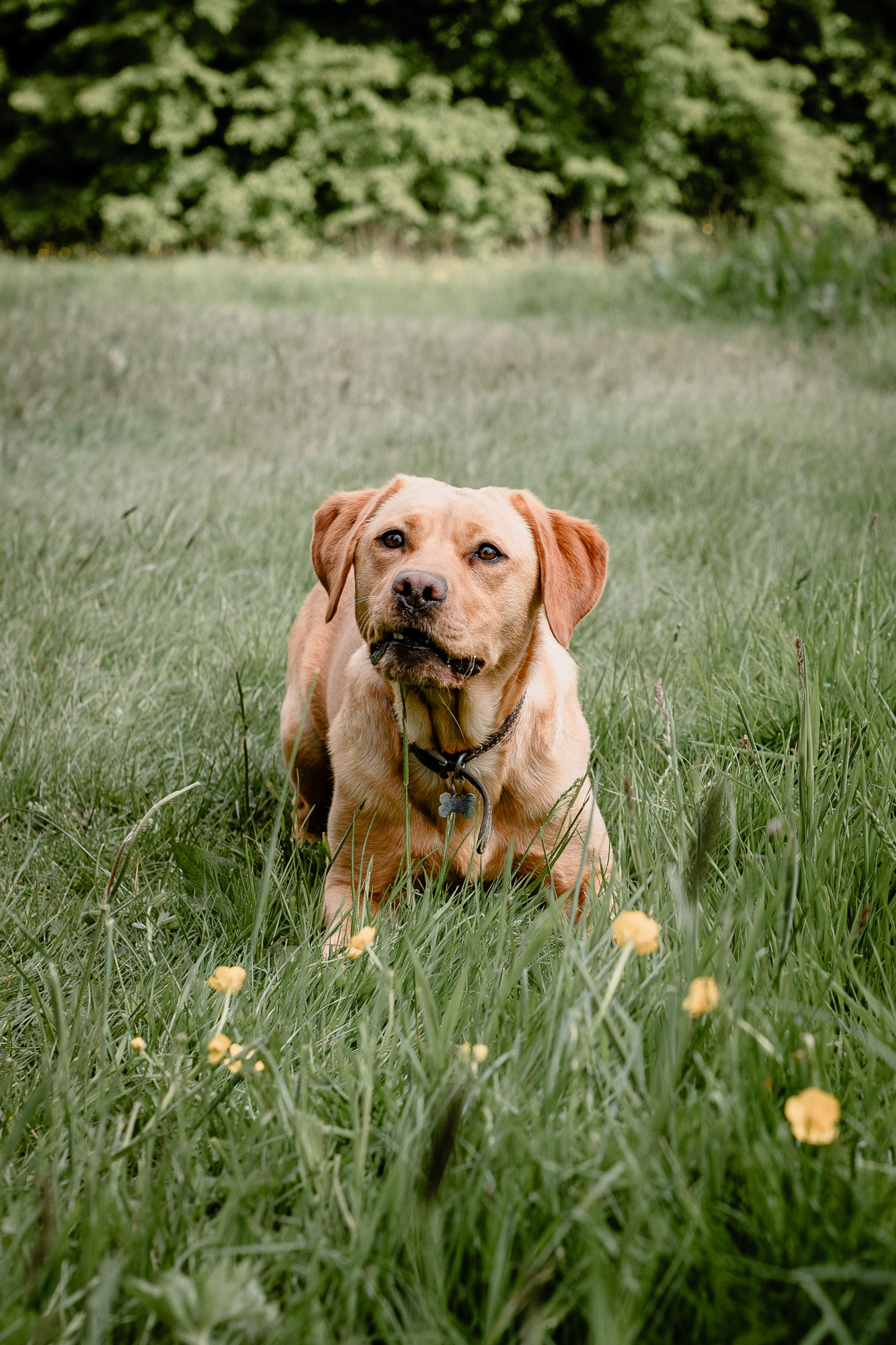 A red Labrador dog looking intently towards his owner who stands off camera, while lying in wait in the grass on an environmental newborn photoshoot in Horsham West Sussex.