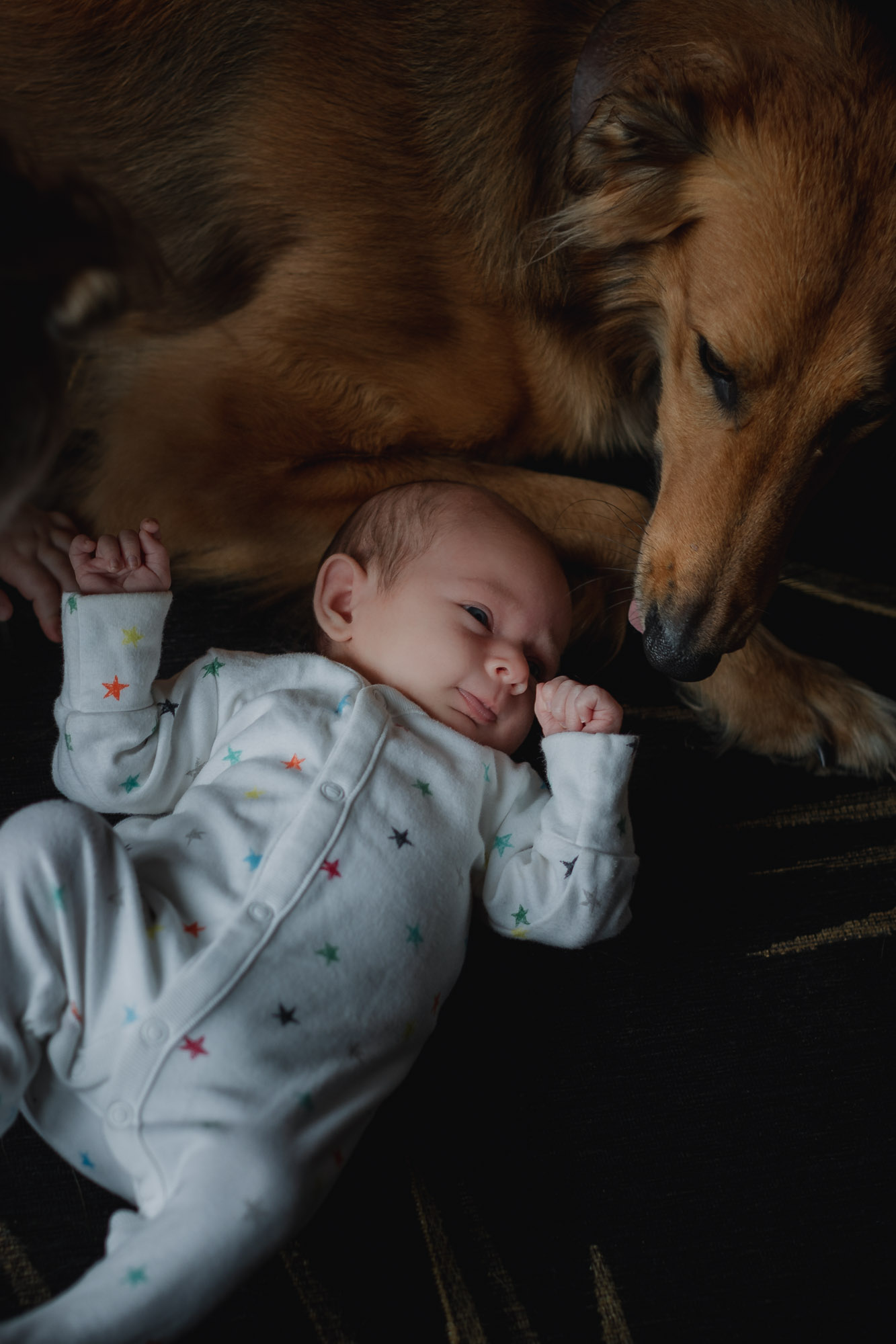 A brown lurcher dog curled around a newborn baby and reaching to lick her, on a lifestyle newborn photoshoot in a home in West Sussex.