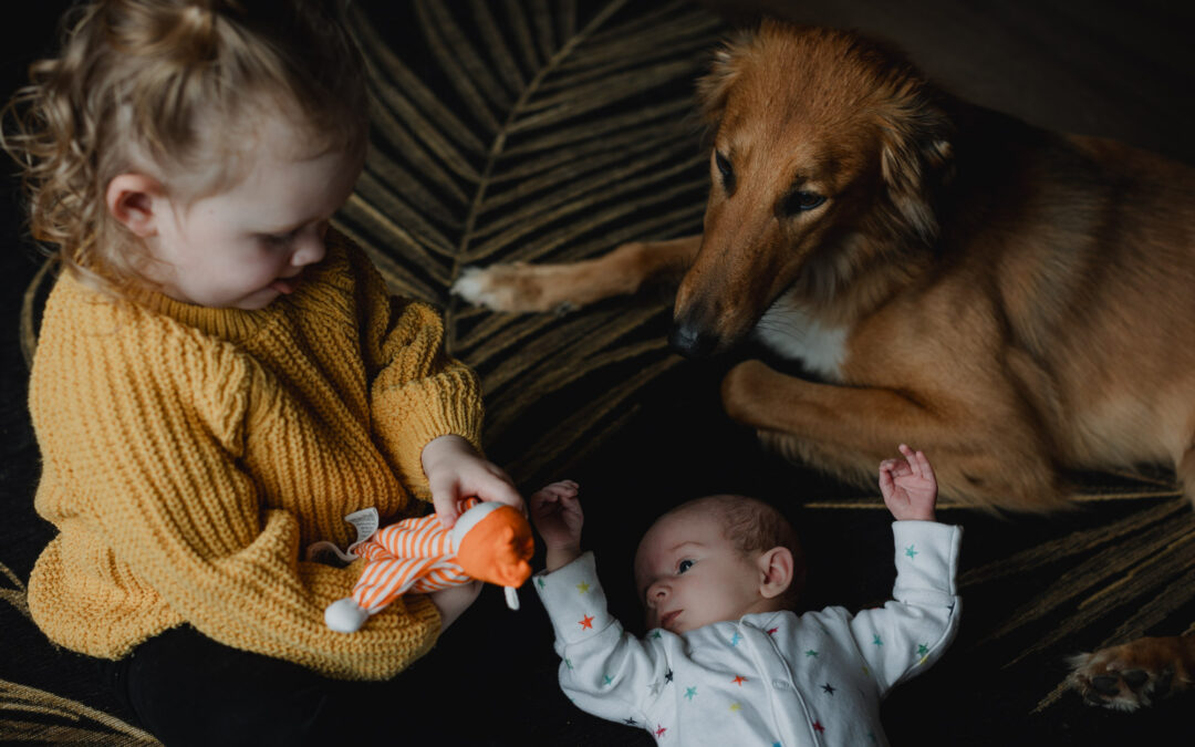 A toddler sitting on a rug holding a little toy with her newborn sister beside her and the family dog next to them looking on, in a newborn photoshoot in Horsham, West Sussex.